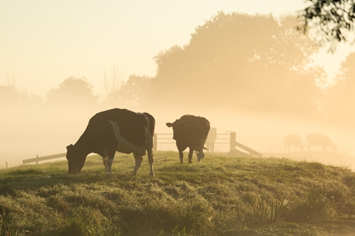 Taking Over The Family Farm Can Often Be More Complicated Than It Seems.,taking Over The Family Farm Can Often Be More Complicated Than It Seems.